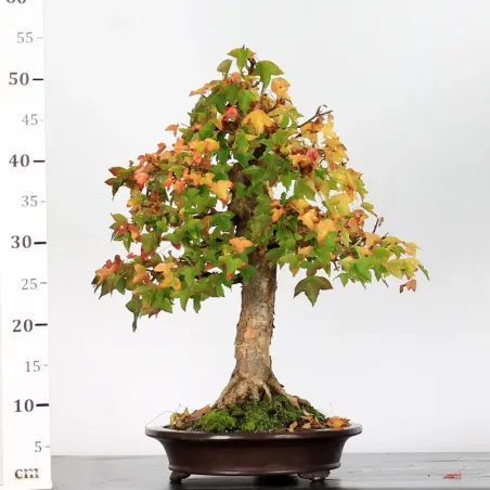 image supplémentaire - Autumn offer mapple "acer...