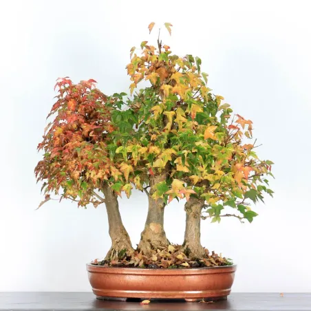 Offre d'automne Forêt Érable "ACER BUERGÉRIANUM" 3-23