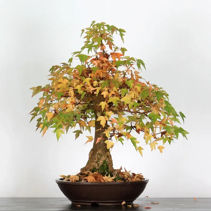 Bonsai Erable Burger AB-4-8