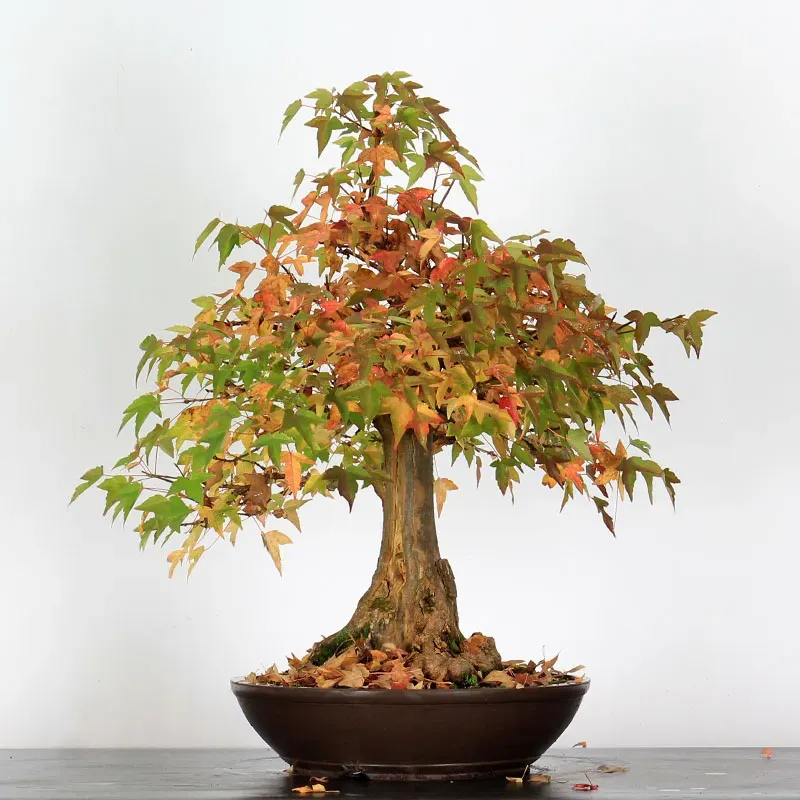 image supplémentaire - Offre d'automne érable...
