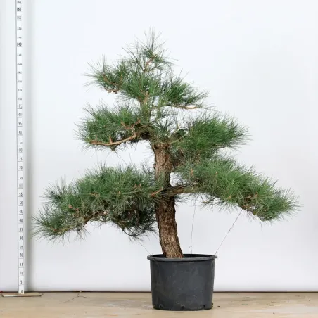 image supplémentaire - GARDEN TREE NIWAKI "PINUS...