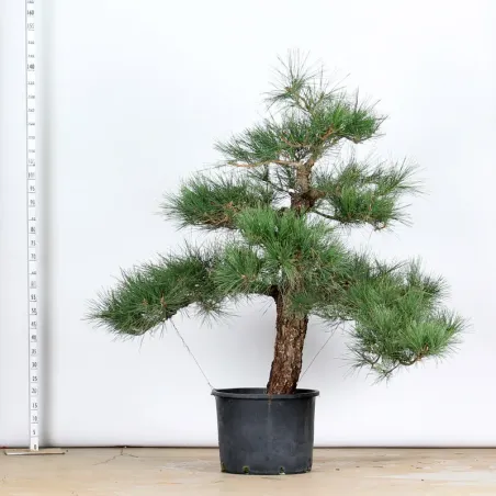 image supplémentaire - GARDEN TREE NIWAKI "PINUS...