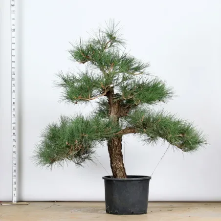 THUNBERGII PINE