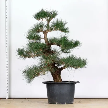 THUNBERGII PINE