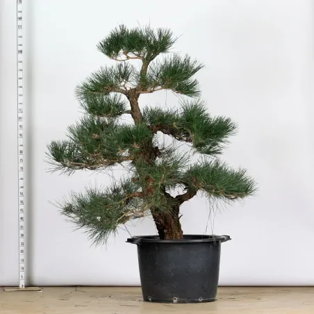 image supplémentaire - GARDEN TREE NIWAKI "PINUS...