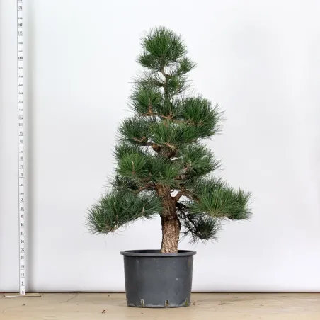 image supplémentaire - GARDEN TREE NIWAKI "PINUS...