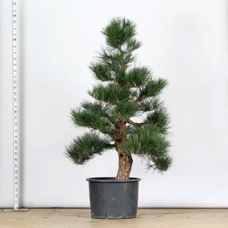 image supplémentaire - GARDEN TREE NIWAKI "PINUS...