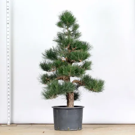 THUNBERGII PINE