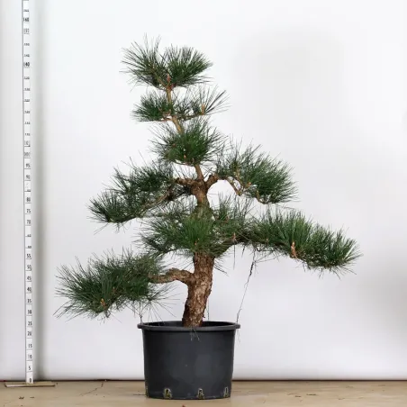 GARDEN TREE NIWAKI "PINUS THUNBERGII" 1-4