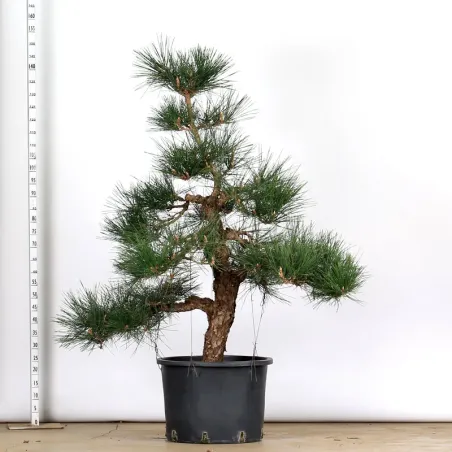 image supplémentaire - GARDEN TREE NIWAKI "PINUS...