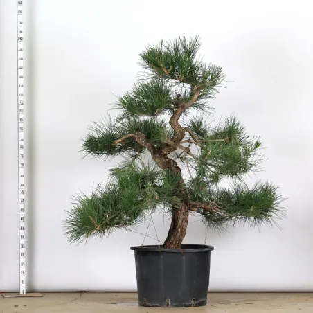 THUNBERGII PINE