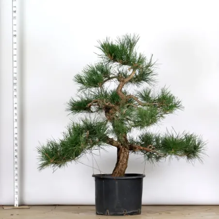 image supplémentaire - GARDEN TREE NIWAKI "PINUS...