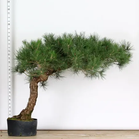 THUNBERGII PINE