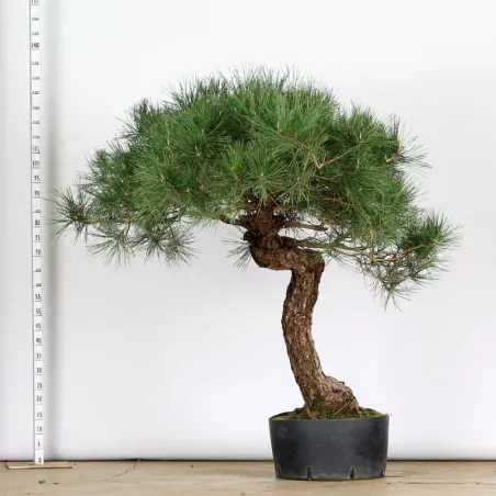 image supplémentaire - GARDEN TREE NIWAKI "PINUS...