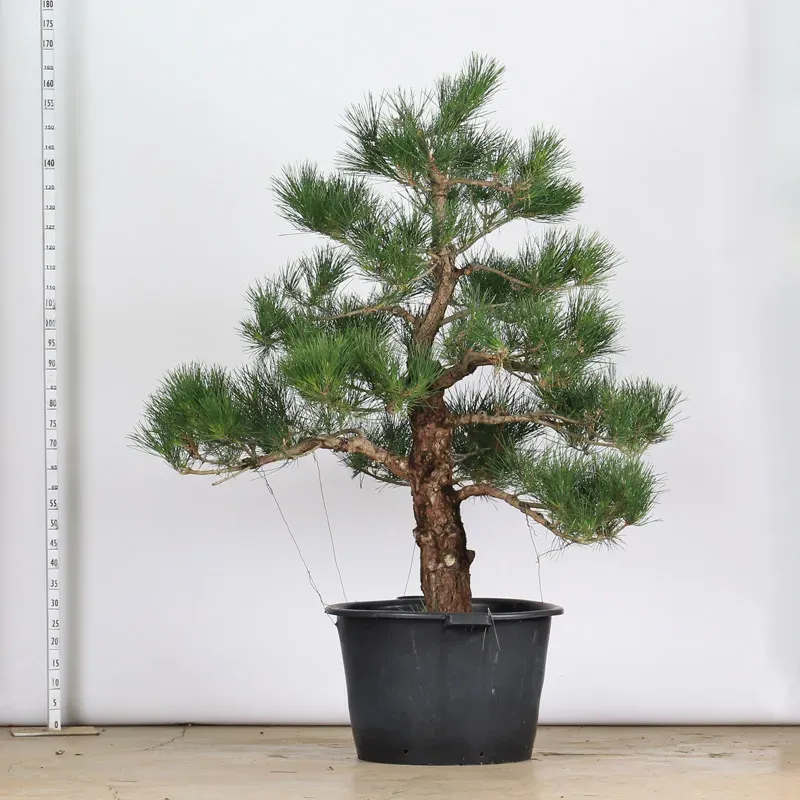 THUNBERGII PINE