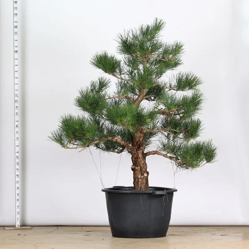 image supplémentaire - GARDEN TREE NIWAKI "PINUS...
