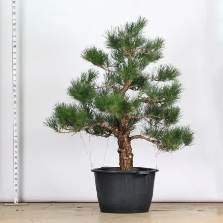 image supplémentaire - GARDEN TREE NIWAKI "PINUS...