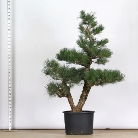 ARBRE DE JARDIN NIWAKI "PIN NOIR DU JAPON" 1-8