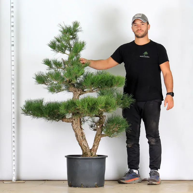 image supplémentaire - GARDEN TREE NIWAKI "PINUS...