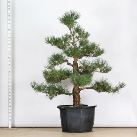 image supplémentaire - GARDEN TREE NIWAKI "PINUS...
