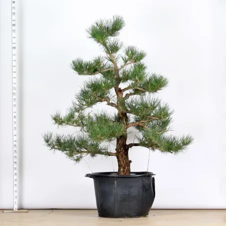 THUNBERGII PINE