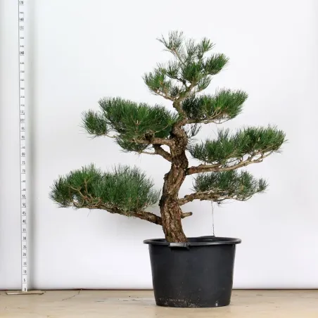 THUNBERGII PINE