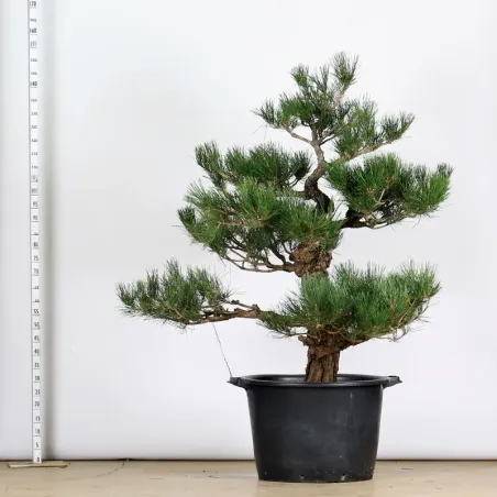 image supplémentaire - GARDEN TREE NIWAKI "PINUS...