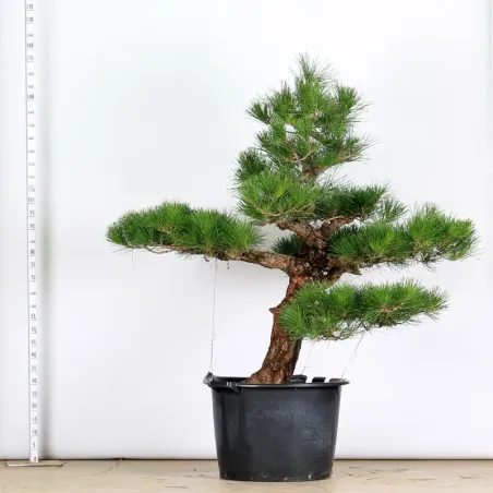 image supplémentaire - GARDEN TREE NIWAKI "PINUS...
