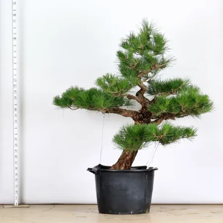 GARDEN TREE NIWAKI "PINUS THUNBERGII" 1-11