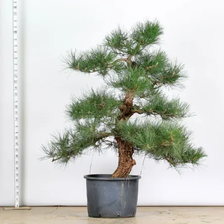 GARDEN TREE NIWAKI "PINUS THUNBERGII" 1-12