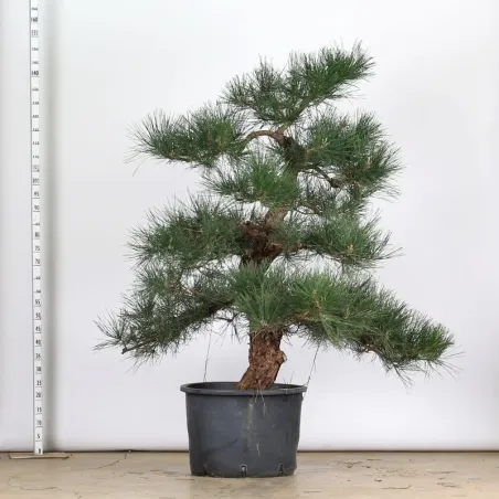 image supplémentaire - GARDEN TREE NIWAKI "PINUS...