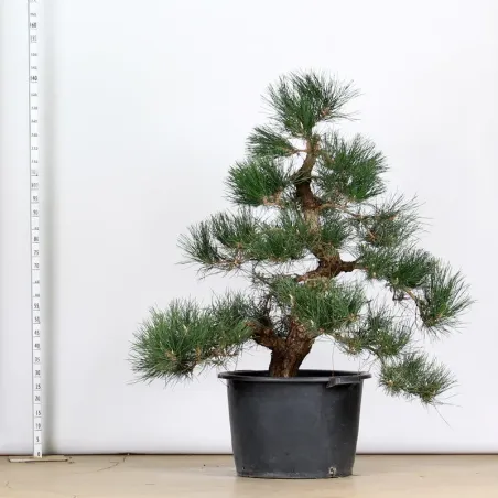 GARDEN TREE NIWAKI "PINUS THUNBERGII" 1-13