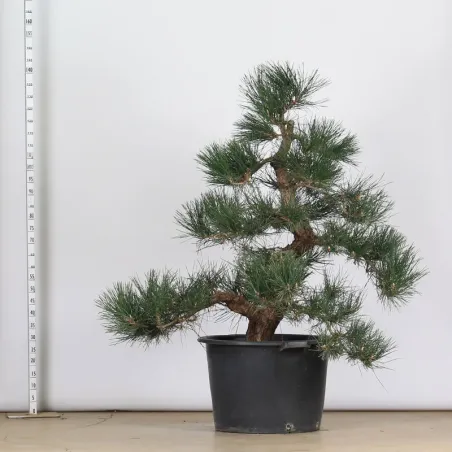 image supplémentaire - GARDEN TREE NIWAKI "PINUS...