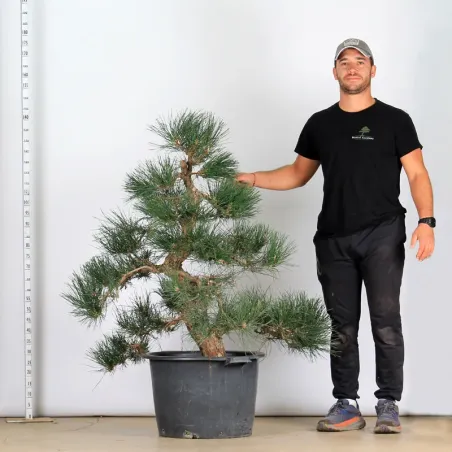 GARDEN TREE NIWAKI "PINUS THUNBERGII" 1-13