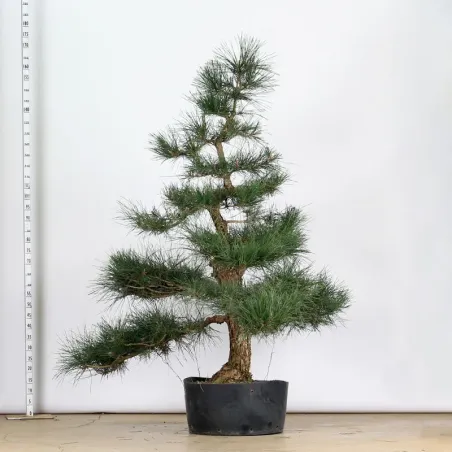 GARDEN TREE NIWAKI "PINUS THUNBERGII" 1-14