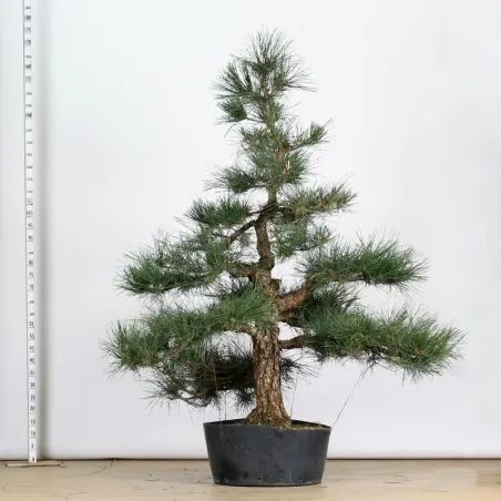 image supplémentaire - GARDEN TREE NIWAKI "PINUS...