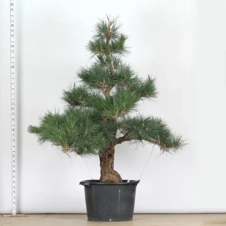 GARDEN TREE NIWAKI "PINUS THUNBERGII" 1-16