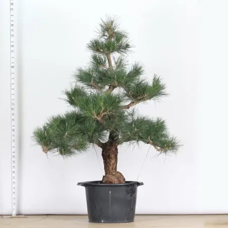 image supplémentaire - GARDEN TREE NIWAKI "PINUS...