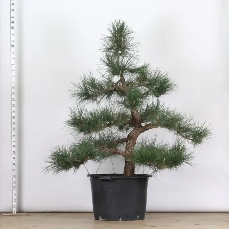 GARDEN TREE NIWAKI "PINUS THUNBERGII" 1-17