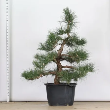 image supplémentaire - GARDEN TREE NIWAKI "PINUS...