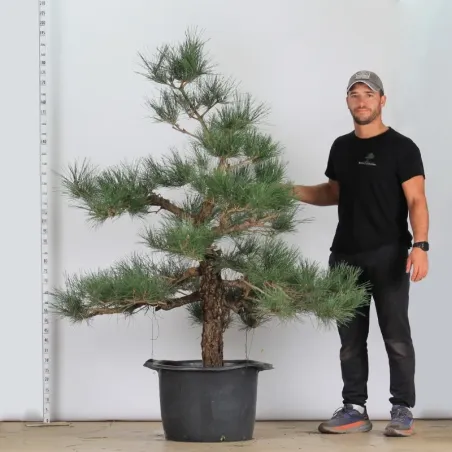 image supplémentaire - GARDEN TREE NIWAKI "PINUS...