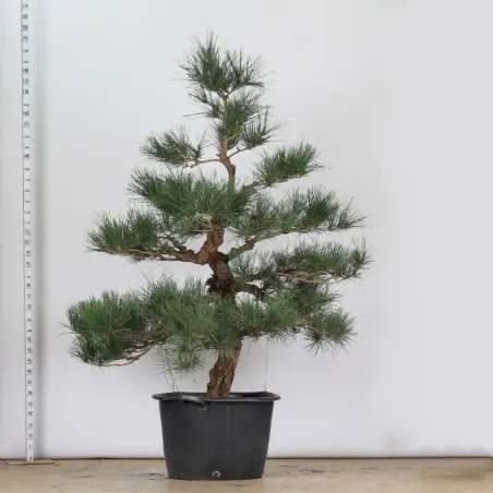 GARDEN TREE NIWAKI "PINUS THUNBERGII" 1-18