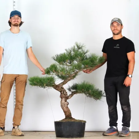 image supplémentaire - GARDEN TREE NIWAKI "PINUS...