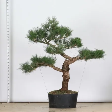 GARDEN TREE NIWAKI "PINUS THUNBERGII" 1-19