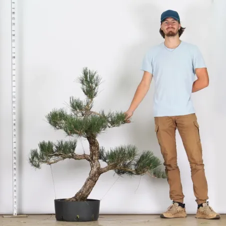 image supplémentaire - GARDEN TREE NIWAKI "PINUS...