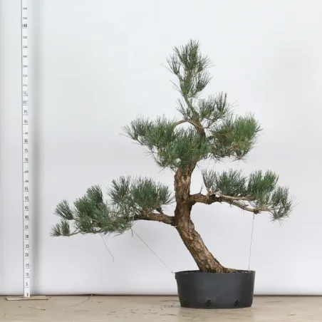 GARDEN TREE NIWAKI "PINUS THUNBERGII" 1-20
