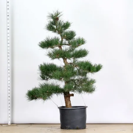 GARDEN TREE NIWAKI "PINUS THUNBERGII" 1-15