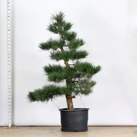 image supplémentaire - GARDEN TREE NIWAKI "PINUS...