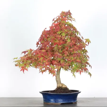 image supplémentaire - érable du japon "acer...
