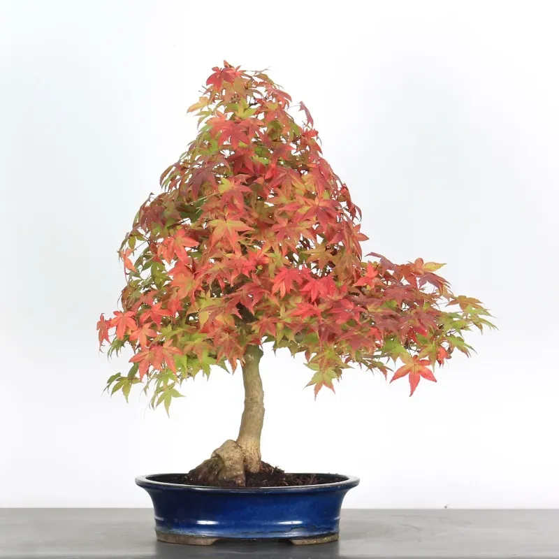 Japanese maple "acer deshojo" 2-2